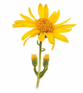Arnica blomst CO2 ekstrakt